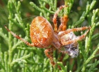 Garden (Cross) Spider (Araneus diadematus) Alan Prowse